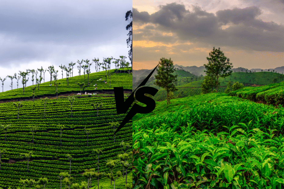Ooty or Munnar